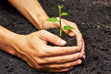 种植与养护技巧 - 开云体育下载
