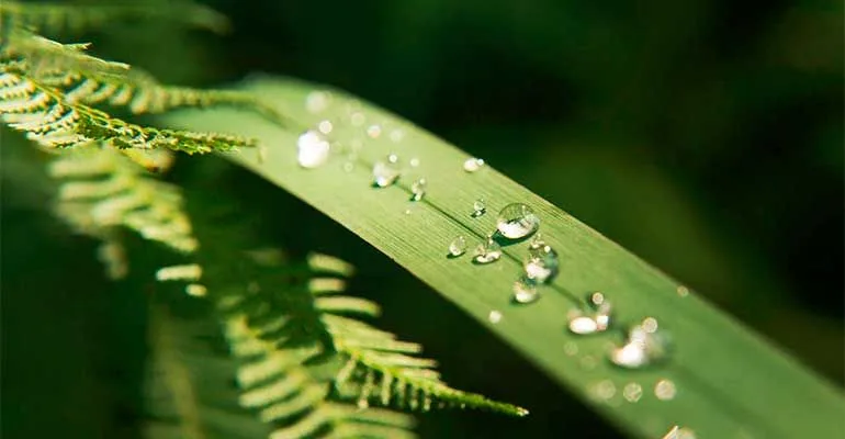 花园浇水指南 - 开云体育下载